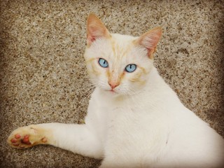 CHAT