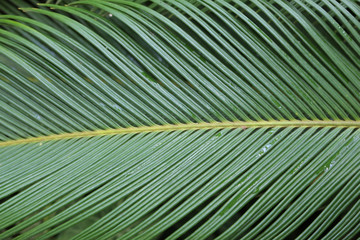 Abstract image of green palm leaf