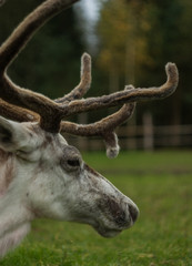 Head of a deer with young horns on a forest farm.