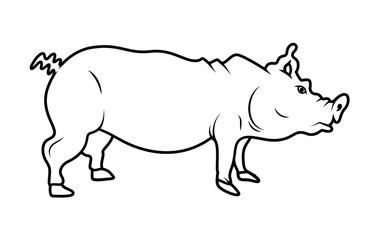 Pig Drawing