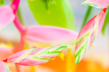 flower heliconia red or bird of paradise close-up beautiful background