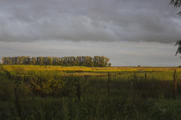 Fototapeta premium Field shined with an evening dawn 2