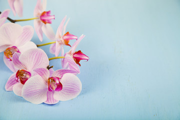Orchid (Phalaenopsis) on a blue wooden table