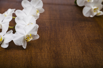 Fototapeta na wymiar Orchid (Phalaenopsis) on a wooden table