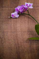 Orchid (Phalaenopsis) on a  wooden table