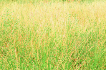 grass field leaf in summer nature landscape  beautiful with copy space add text