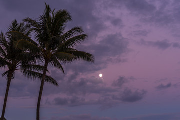 Moonrise and Palm Trees