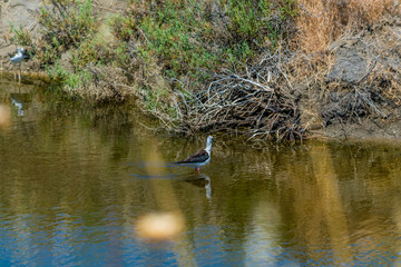 Avocette élégante.
