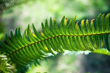 Nephrolepis exaltata (The Sword Fern)