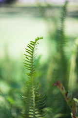 Nephrolepis exaltata (The Sword Fern)