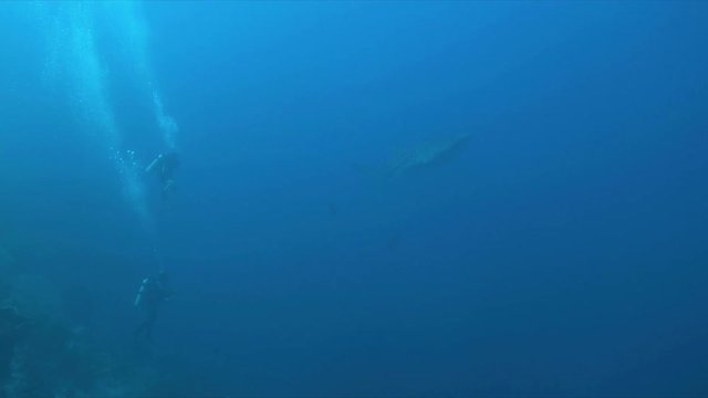 Whale shark swims with divers on a coral reef. 4k footage