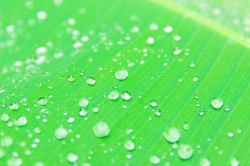 banana leaf pattern with texture water drop in the morning beautiful for background  with copy space add text. select focus shallow depth of field