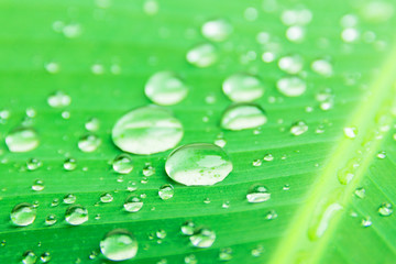 banana leaf pattern with texture water drop in the morning beautiful for background  with copy space add text. select focus shallow depth of field