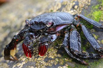 TIERE_2644_rote_Klippenkrabbe