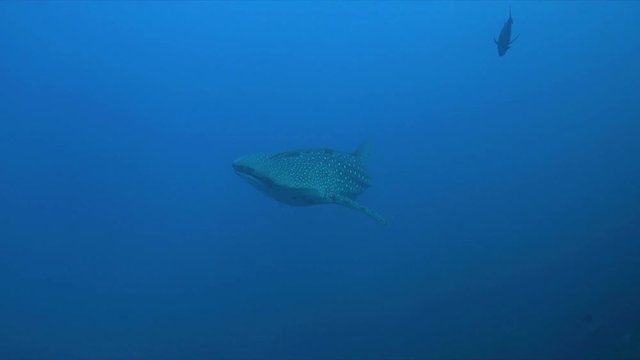 Whale shark swims in blue water. 4k footage