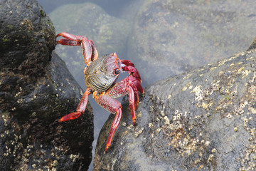 TIERE_2663_rote_Klippenkrabbe