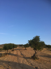 Olivenb&auml;ume in Spanien