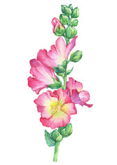 Alcea rosea, Mallow pink flower (malva, hollyhock, Althaea rugosa). Watercolor hand drawn painting floral illustration isolated on white background. For design -posters, greeting card, fabrics, print.