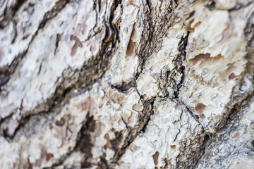 Natural wooden background