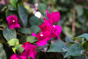 pink bougainvillea flowers