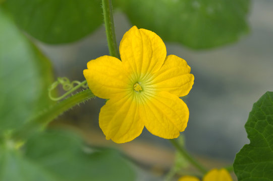 Fototapeta Watermelon male flower, Central of Thailand