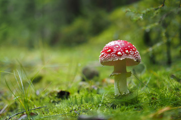 Fliegenpilz, Amanita muscaria