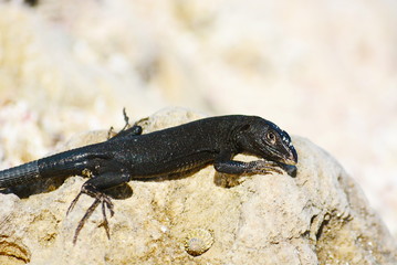 lizard, reptile, stone, rest, black