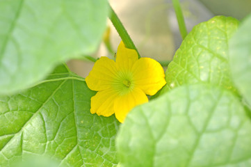 Watermelon male flower, Central of Thailand