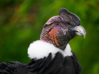 Vautour pape