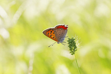 ベニシジミとエノコログサ