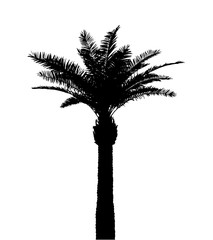 Naklejka premium Tree's silhouette