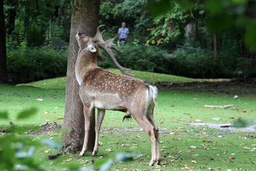 TIERE_2201_mesopotamischer_Damhirsch