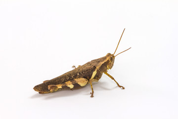 Grasshopper isolated on white background