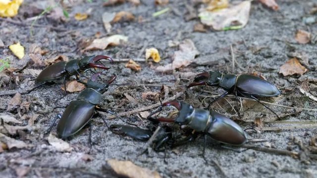 Four Beetle Deer Creeps on the Ground. Black beetle bugs crawls on fallen leaves on the ground macro close-up shot.