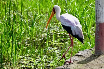 アフリカのトキ