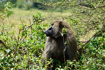 アフリカのヒヒ
