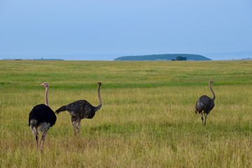 アフリカのダチョウ