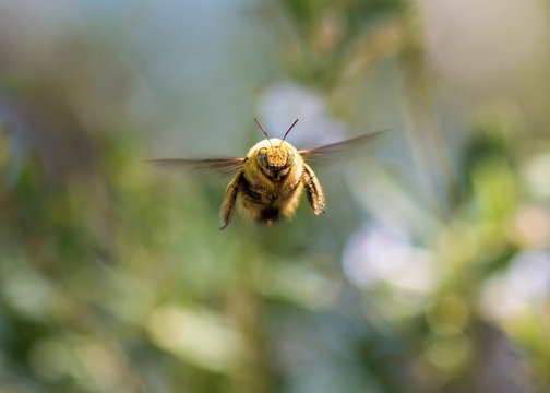 Macro shot of a bumblebee flying, facing the camera.