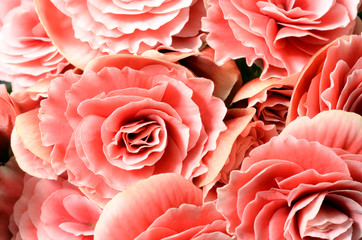 Flower background, pink begonias,