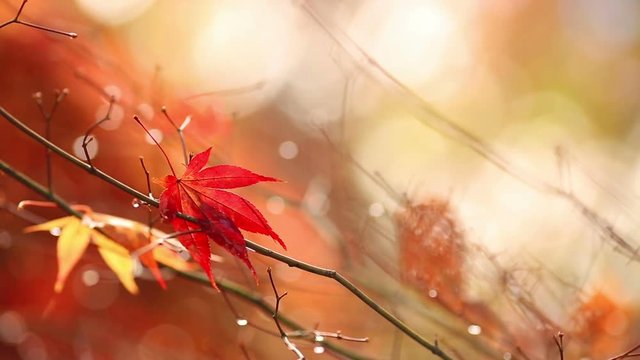 Autumn. Yellow blurred sunny background with colorful falling leaves. Slow motion, shallow DOF.