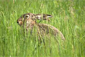 Feldhase im Versteck