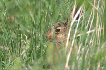 Feldhase beim Fressen