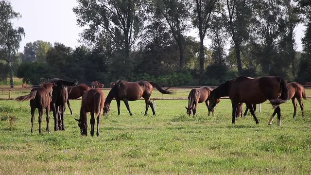Herd of horses in the pasture. The mares with their foals. English thoroughbred. Double slow motion. 