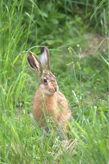 Feldhase im Gras