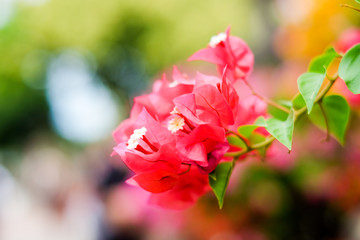 Fototapeta na wymiar The beautiful Bougainvillea Flowers blooming in the garden for background or texture.