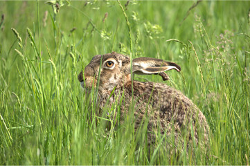 Feldhase im Gras © MEISTERFOTO