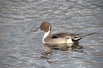 Männliche Spiessente