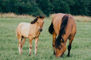 Fototapeta premium Жеребенок и Конь
