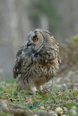 Waldohreule mit Beute