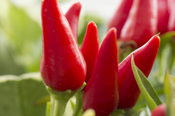 chili, macro, red, spring